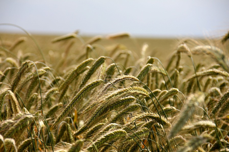 Magyarország tovább bővíti mezőgazdasági kapcsolatait Afrikával